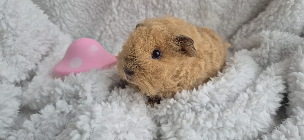 Merisiga texel tõugu