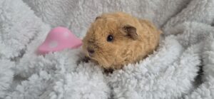 Merisiga texel tõugu