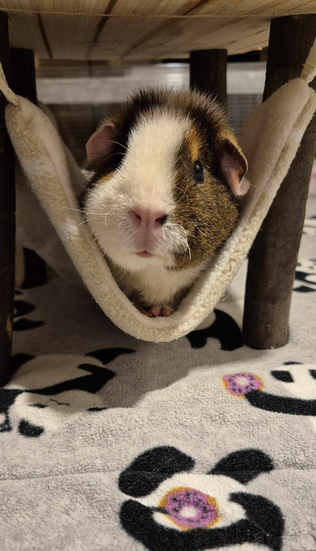 Latte kiiges Latte kiiges